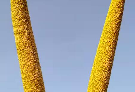 ਜੇਕਰ ਅਸੀਂ ਘੱਟ ਪਾਣੀ ਦੀ ਲੋੜ ਵਾਲੀਆਂ ਫਸਲਾਂ ਦੀ ਗੱਲ ਕਰੀਏ ਤਾਂ ਬਾਜਰਾ ਸਭ ਤੋਂ ਪਹਿਲਾਂ ਆਉਂਦਾ ਹੈ। ਇਹ ਫ਼ਸਲ ਘੱਟ ਪਾਣੀ ਵਾਲੀ ਫ਼ਸਲ ਹੈ ਜੋ ਘੱਟ ਉਪਜਾਊ ਜ਼ਮੀਨ ਵਿੱਚ ਵੀ ਉੱਗ ਸਕਦੀ ਹੈ। ਇਸ ਤੋਂ ਇਲਾਵਾ, ਇਹ ਦੇਸ਼ ਵਿੱਚ ਸਭ ਤੋਂ ਵੱਧ ਉਗਾਈ ਜਾਣ ਵਾਲੀ ਮੋਟੇ ਅਨਾਜ ਦੀ ਫਸਲ ਹੈ।