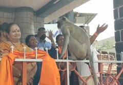 Bhiwandi : भिवंडीतील सुषमा अंधारेंच्या सभेत वानरराजाचा धुमाकूळ!