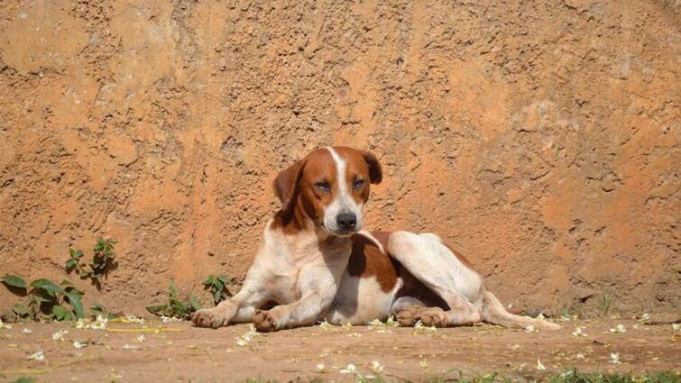 What precautions should be taken in case of stray dog ​​bite?
