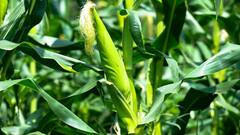 अगर आपके खेत में भी नहीं है भरपूर पानी तो ये खेती आपको बना देगी मालामाल, जल्दी करें