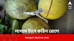 Bael Benefits: অ্যাজমা, পাইলসের যম বেল ! কবজায় রাখে আরও ৫ রোগ