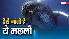 गाना गाती हैं पृथ्वी की सबसे बड़ी मछलियां, वैज्ञानिकों ने सुलझा लिया इसका रहस्य