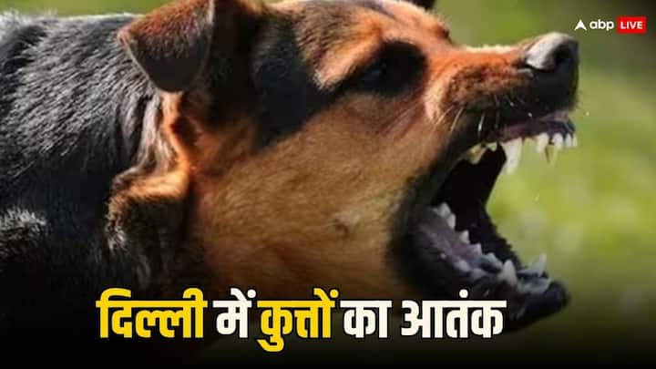 Delhi stray dogs mauled girl till death in Tughlaq road  Delhi Stray Dogs: दिल्ली में अवारा कुत्तों ने मासूम को घसीटा, फिर नोच-नोचकर मार डाला, परिजनों ने इन्हें बताया दोषी