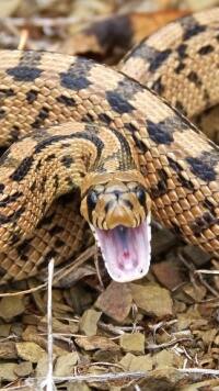 सांपों को मुंह में क्यों रखते हैं ये लोग