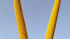 अगर आपके खेत में भी नहीं है भरपूर पानी तो ये खेती आपको बना देगी मालामाल, जल्दी करें