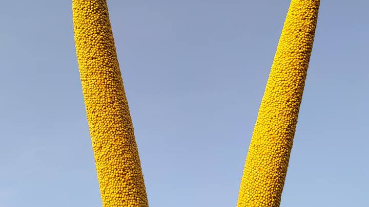 बात की जाए कम पानी की जरूरत वाली फसलों की तो बाजरा सबसे पहले आता है. ये फसल कम पानी वाली फसल है जो कम उपजाऊ मिट्टी में भी उग सकती है. इसके अलावा ये देश में ज्यादा उगाई जाने वाली मोटे अनाज की फसल है.