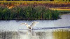 भारत से होकर ही गुजरती है पाकिस्तान की ये 'लाइफ लाइन'