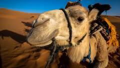 क्यों होता है “ऊंट के मुंह में जीरा” और क्या है इसका मतलब