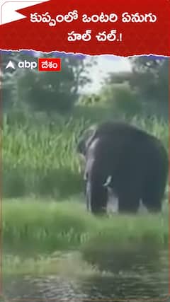 కుప్పంలో ఒంటరి ఏనుగు హల్ చల్.!