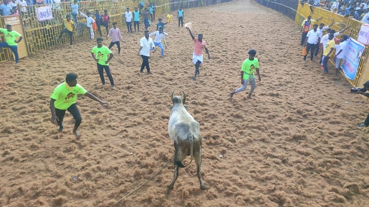 தொடர்ந்து வாடிவாசல் வழியே சீறிப்பாய்ந்து வரும் காளைகளை மாடுபிடி வீரர்கள் சினம் கொண்டு அடக்கி வருகின்றனர்.
