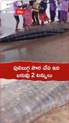 శ్రీకాకుళం జిల్లా డొంకూరు తీరానికి కొట్టుకొచ్చిన భారీ చేప, ఆసక్తిగా చూసిన పిల్లలు, స్థానికులు