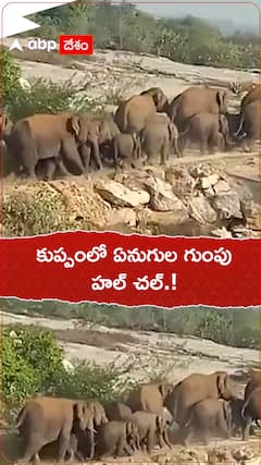 కుప్పంలో ఏనుగుల గుంపు హల్ చల్.!