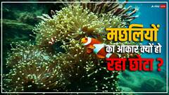 महासागर में क्यों छोटा हो रहा है मछलियों का आकार, वैज्ञानिकों ने किया खुलासा 
