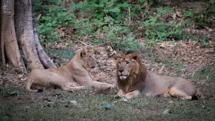 Akbar Sita lions row From Ram Mumtaz to Radha Krishna names in indian zoo अकबर- सीता विवाद: राम-मुमताज से राधा-कृष्ण और विश्वामित्र तक चिड़ियाघरों में शेर-शेरनी, बाघ-बाघिनों के रखे जाते रहे ऐसे नाम