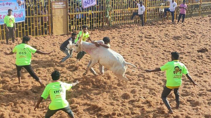 ஜல்லிக்கட்டு போட்டி நிகழ்வுகள் முழுவதும் வீடியோ பதிவு செய்யப்பட்டு வருகிறது. மேலும் பாதுகாப்புக்காக நூற்றுக்கும் மேற்பட்ட போலீசார் குவிக்கப்பட்டுள்ளனர்.