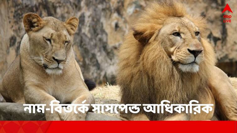 Tripura government suspends Forest officer who named Lion and Lioness as  'Akbar' And 'Sita' Bengal Safari Park : 'আকবর' ও 'সীতা' নামকরণ বিতর্কের জের, সাসপেন্ড অভিযুক্ত বন আধিকারিক