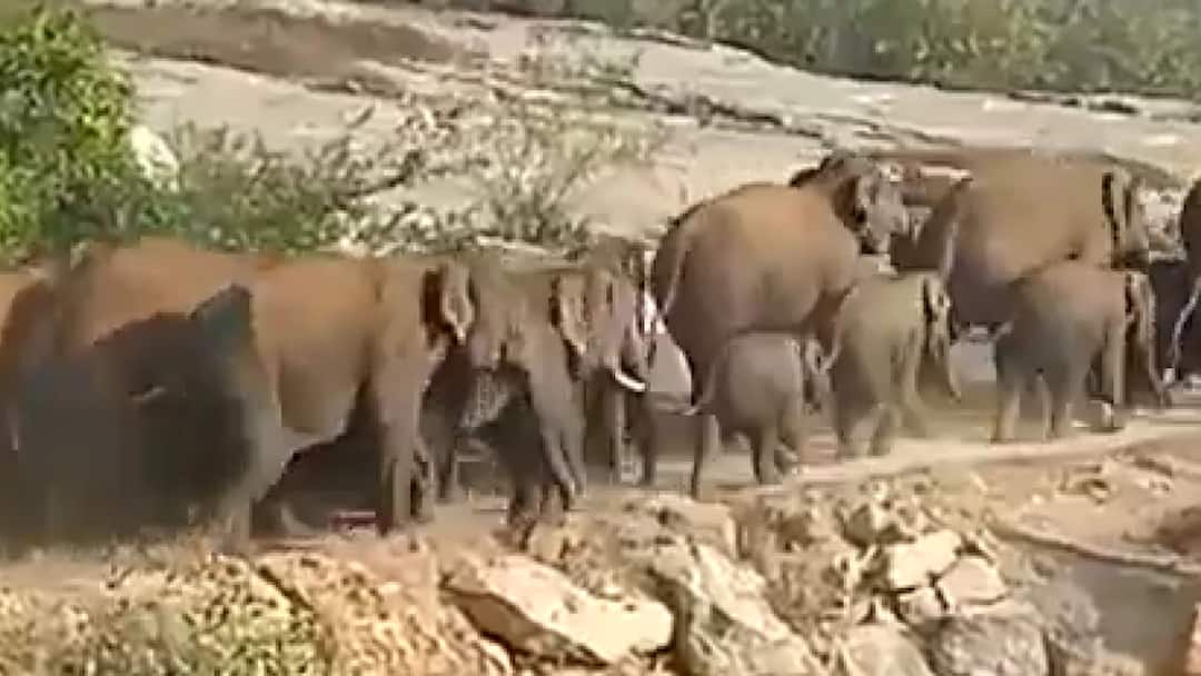 Chittoor District Wild Elephants Wander Into Fields In Andhra Pradesh Kuppam WATCH: Wild Elephants Stray Into Fields In Andhra Pradesh's Chittoor District