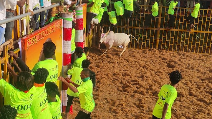 தொடர்ந்து போட்டியில் அடங்க மறுத்த காளைகளின் உரிமையாளர்களுக்கும், சீறிப்பாய்ந்த காளைகளை அடக்கிய மாடுபிடி வீரர்களுக்கும் உடனுக்குடன் பரிசுகள் வழங்கப்பட்டு வருகிறது.