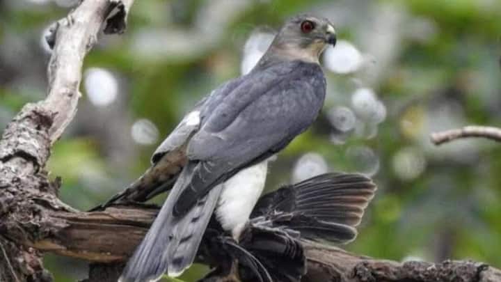 Kanger Valley National Park Bird Survey Started will last for three days Chhattisgarh News Ann Chhattisgarh: कांगेर वैली नेशनल पार्क में बर्ड सर्वे की शुरुआत, इस बार मिल सकती हैं पक्षियों की ज्यादा प्रजातियां