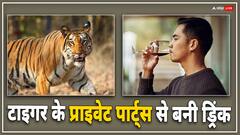 क्यों लोग पीते हैं टाइगर के प्राइवेट पार्ट्स से बनी वाइन? लड़कों में बढ़ रही डिमांड