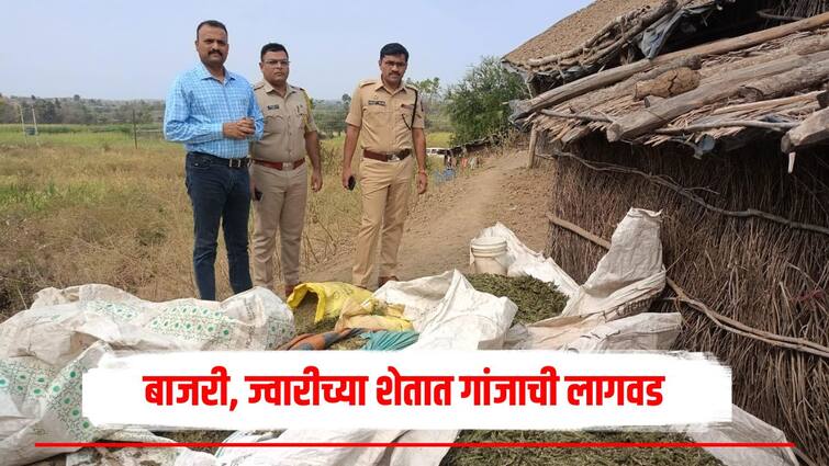 Dhule Crime News Cultivation of cannabis in crops Dhule police action Maharashtra Live marathi news बाजरी, ज्वारी पिकाआड करोडो रुपयांच्या गांजाची लागवड; गुन्हे शाखेच्या कारवाईने खळबळ