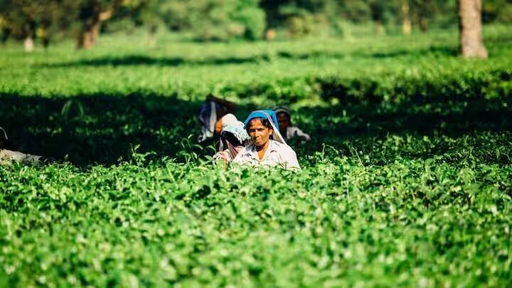 પીએમ નરેન્દ્ર મોદી મહારાષ્ટ્રના યવતમાલથી 16મો હપ્તો રજૂ કરશે. અહેવાલો અનુસાર, 9 કરોડથી વધુ ખેડૂતોને PM કિસાન યોજનાનો 16મો હપ્તો મળશે. આ હપ્તામાં 21,000 કરોડ રૂપિયાથી વધુ DBT દ્વારા લાભાર્થી ખેડૂતોના બેંક ખાતામાં સીધા જ પહોંચશે.