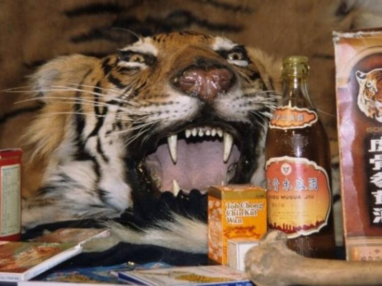 People drink wine made from tiger's private parts Wine: ਟਾਈਗਰ ਦੇ ਗੁਪਤ ਅੰਗਾਂ ਤੋਂ ਤਿਆਰ ਕੀਤੀ ਵਾਈਨ ਕਿਉਂ ਪੀਂਦੇ ਨੇ ਲੋਕ, ਮੁੰਡਿਆਂ 'ਚ ਸਭ ਤੋਂ ਵੱਧ ਮੰਗ