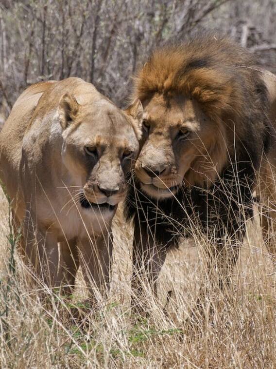 शेर-शेरनी के नाम पर बवाल, IFS ऑफिसर सस्पेंड