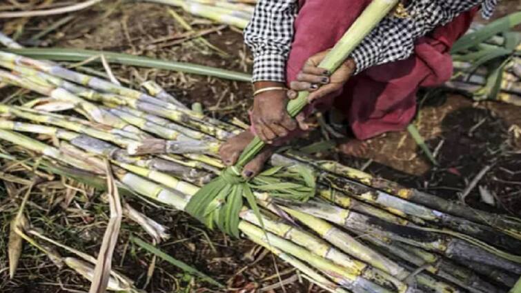 Sugarcane News 90 crores owed by farmers to 8 sugar mills in Dharashiv district swabhimani shetkari sanghatana धाराशिव जिल्ह्यातील 8 साखर कारखान्यांकडे FRP चे 90 कोटी थकीत, स्वाभिमानी शेतकरी संघटना आक्रमक