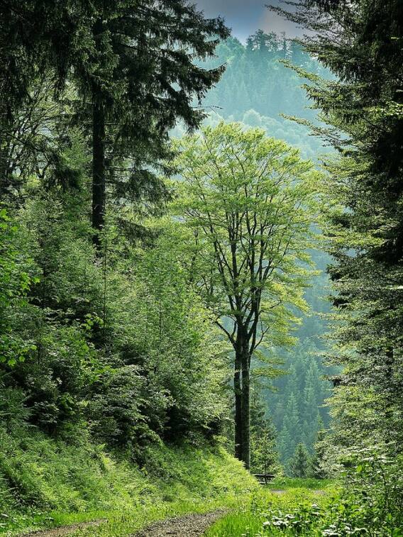 देहरादून के इन खूबसूरत पर्यटन स्थल पर जाना ना भूलें