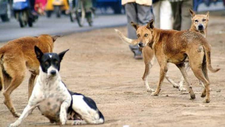 A 2-year-old boy died after being bitten by dogs in Madhya Pradesh MP Dog Bite: அதிகரிக்கும் நாய் கடி சம்பவங்கள்.. தெரு நாய்கள் கடித்ததில் 2 வயது சிறுவன் உயிரிழப்பு..