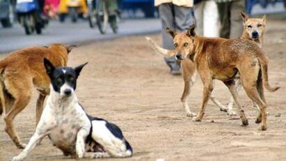 A 2-year-old boy died after being bitten by dogs in Madhya Pradesh MP Dog Bite: அதிகரிக்கும் நாய் கடி சம்பவங்கள்.. தெரு நாய்கள் கடித்ததில் 2 வயது சிறுவன் உயிரிழப்பு..