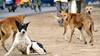 MP Dog Bite: அதிகரிக்கும் நாய் கடி சம்பவங்கள்.. தெரு நாய்கள் கடித்ததில் 2 வயது சிறுவன் உயிரிழப்பு..