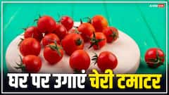 घर पर इस तरह से उगा सकते हैं चेरी टमाटर, यहां जानिए पूरा तरीका