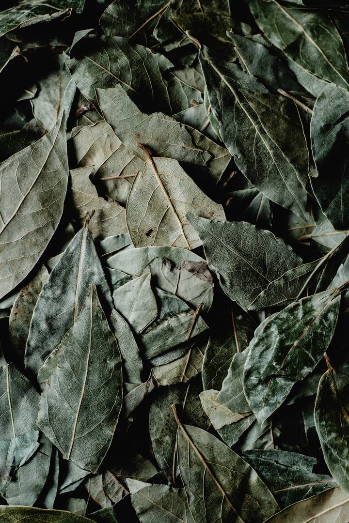 PHOTO NEWS Bay leaf will remove constipation and acidity ! Know its