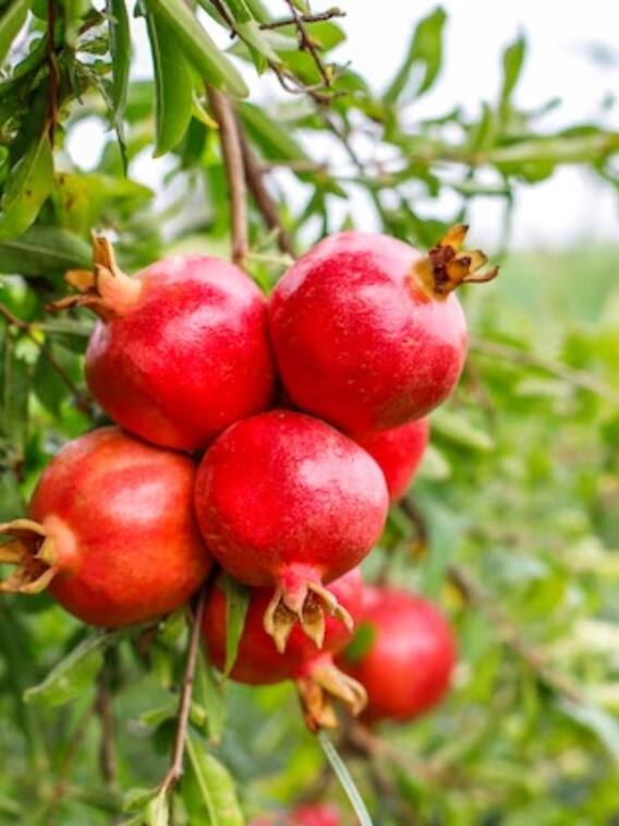 अनार की खेती कर देगी मालामाल, ये बातें ध्यान रखें