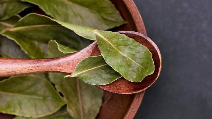 Bay Leaves Benefits : जाणून घेऊया अँटीऑक्सिडेंट गुणधर्मांनी समृद्ध असलेल्या या तमालपत्राचे फायदे आणि कसे वापरावे याबद्दल .