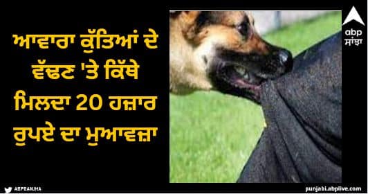 dog bite cases compensation of rs 20 thousand in this state Dog Bite Cases: ਆਵਾਰਾ ਕੁੱਤਿਆਂ ਦੇ ਵੱਢਣ 'ਤੇ ਕਿੱਥੇ ਮਿਲਦਾ 20 ਹਜ਼ਾਰ ਰੁਪਏ ਦਾ ਮੁਆਵਜ਼ਾ, ਹਾਈਕੋਰਟ ਨੇ ਦਿੱਤੇ ਹੁਕਮ