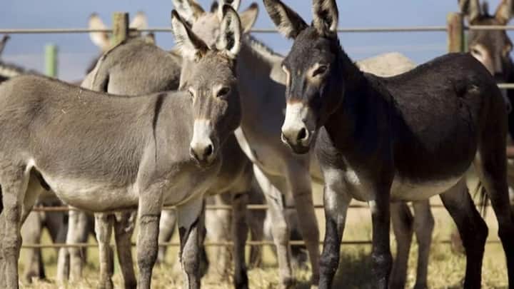 Donkey killings for energy power pills know the connection between medicine and sexual relation 60 lakh donkeys killed every year Marathi News Donkey killings : शक्तीवर्धक गोळ्या आणि गाढवांचा संबंध काय? दरवर्षी 60 लाख गाढवांचा बळी!