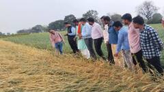 Unseasonal Rain : जालना जिल्ह्याला गारपीटीचा फटका, 11 हजार 691 हेक्टरवरील पिकांचे नुकसान