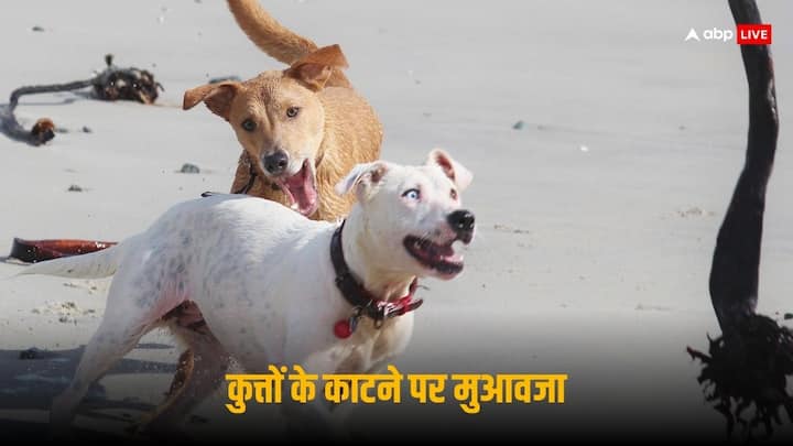 Dog Bite cases compensation of Rs 20 thousand in this state High court order on stray dogs Dog Bite Cases: आवारा कुत्तों के काटने पर कहां मिलता है 20 हजार का मुआवजा, हाईकोर्ट ने दिया था आदेश