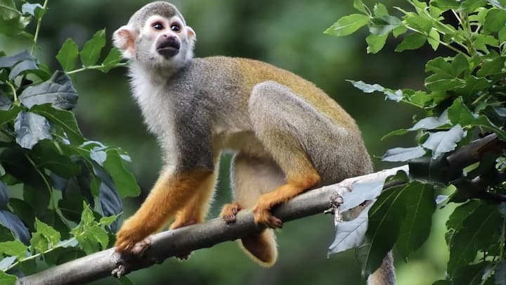 এক্ষেত্রে RNA উৎপাদনের জন্য কোষ যখন TBXT ব্যবহার করে, Alu Element-এর রূপান্তরণের অভ্যাস তাদের একত্রে বেঁধে ফেলে। এই জটিল কাঠামো বড় আকারের RNA মলিকিউলে জায়গা না পেলেও, একটি গোটা Exon-এর সঙ্গে জুড়ে যায়। এর ফলে যে প্রোটিন উৎপন্ন হয়, পাল্টে যায় তার গোটা কাঠামো। ছবি: পিক্সাবে।