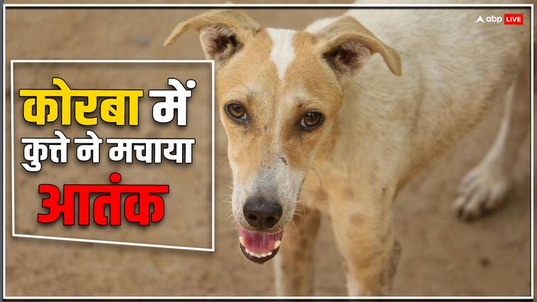 Chhattisgarh Stray dog terror bitten 10 to 12 people within 24 hours in Korba ann Chhattisgarh News: कोरबा में आवारा कुत्ते का आतंक, 24 घंटों के अंदर बच्चे समेत दर्जनभर लोगों को बनाया शिकार