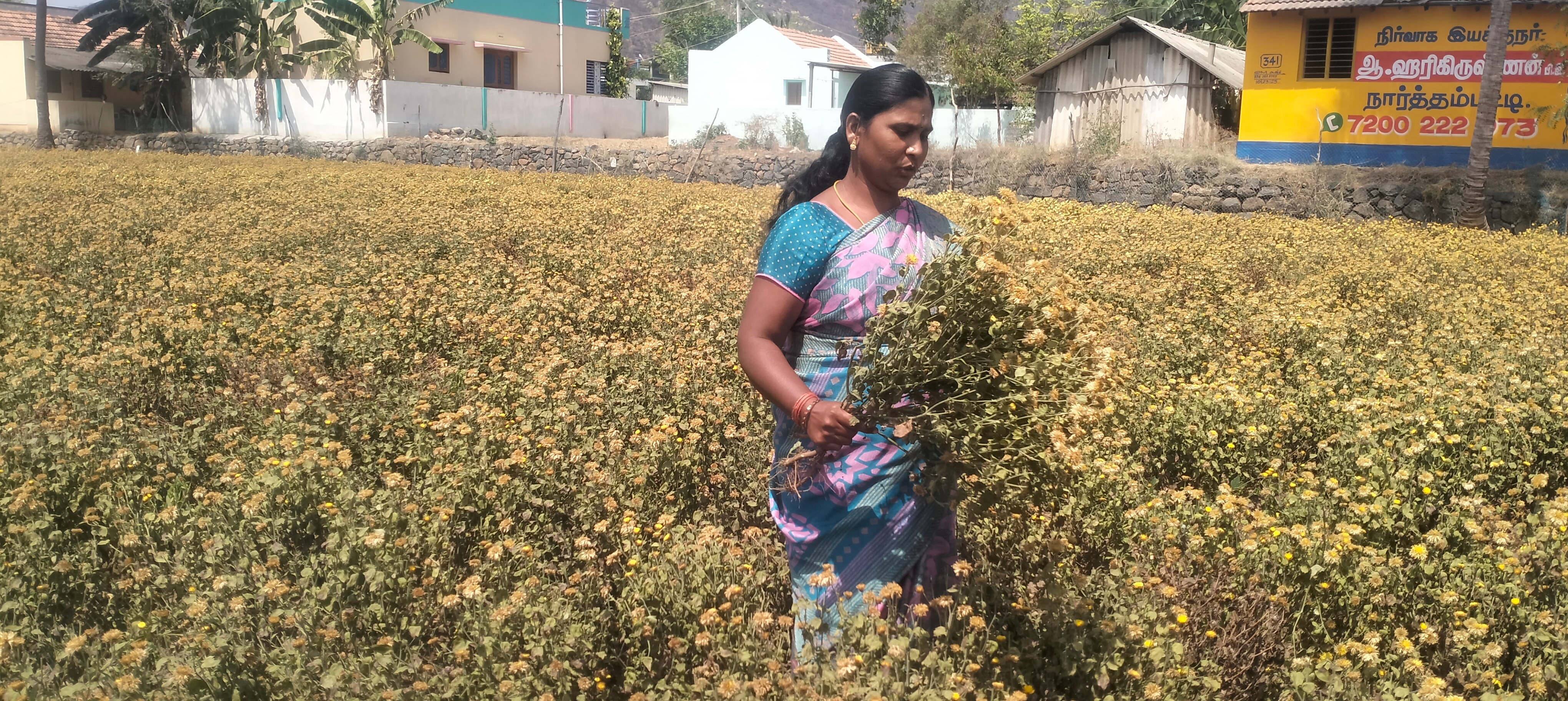 தண்ணீர் பற்றாக்குறையால் காய்ந்து கருகும் சாமந்தி பூக்கள்; தருமபுரி விவசாயிகள் வேதனை