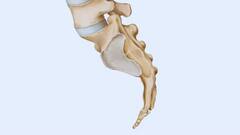 Science News: অন্য প্রাণীর মতে কেন লেজ নেই মানুষের? এতদিনে মিলল উত্তর