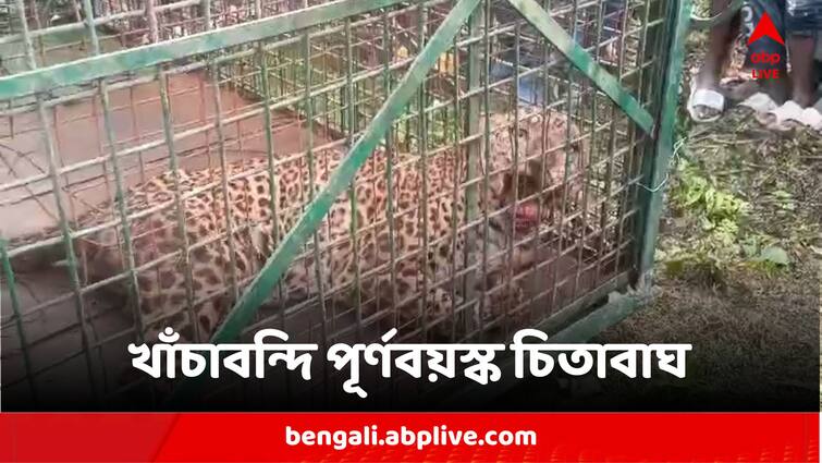 Female Leopard Caged In Tea Garden Of Alipurduar Leopard Caged:মাদারিহাটের দলগাঁও চা বাগানে ফের খাঁচাবন্দি চিতাবাঘ