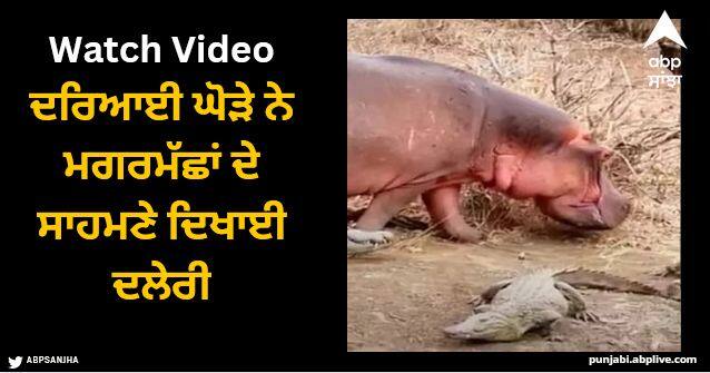 hippo vs crocodile shocking viral video see what happen next Viral Video: ਦਰਿਆਈ ਘੋੜੇ ਨੇ ਮਗਰਮੱਛਾਂ ਦੇ ਸਾਹਮਣੇ ਦਿਖਾਈ ਦਲੇਰੀ, ਇਸ ਤਰ੍ਹਾਂ ਪਾਰ ਕੀਤਾ ਦਰਿਆ
