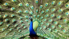 कितने दिन में होता है मोर का जन्म और कितने सालों तक जीता है ये राष्ट्रीय पक्षी?