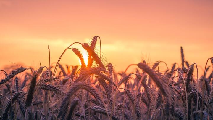 कृषि मंत्रालय ने राज्य खाद्य सचिवों के साथ चर्चा के बाद ये अनुमान लगाया. इस साल गेहूं उत्पादन 1110 लाख टन रहने का अनुमान, जो पिछले अनुमान से थोड़ा कम है.