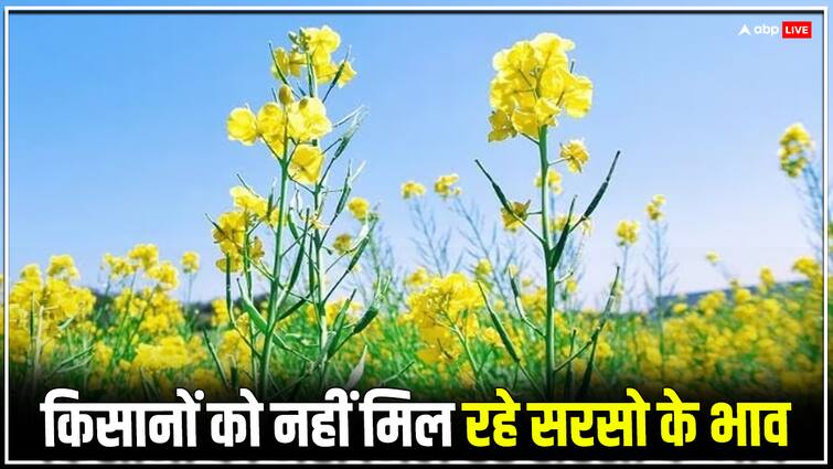 Rajasthan Farmers not getting mustard price in Kota Bhamashah Mandi Asia biggest market ANN एशिया की सबसे बड़ी मंडी में नहीं मिल रहे सरसो के भाव, रोजाना ढाई करोड़ का नुकसान, क्या है वजह?